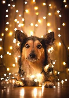 a dog is sitting on the floor with christmas lights around him and looking at the camera