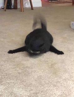 a black cat rolling around on the floor with its front paws up and head down