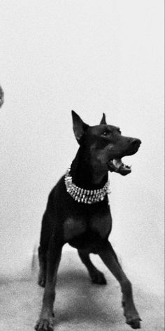 a black and white photo of a dog wearing a collar