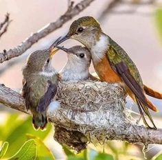 two small birds are sitting in a nest together on a tree branch, with their beaks touching each other's noses