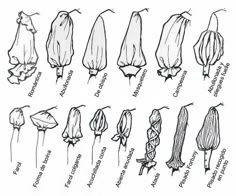 an image of different types of flowers and their names in black ink on white paper