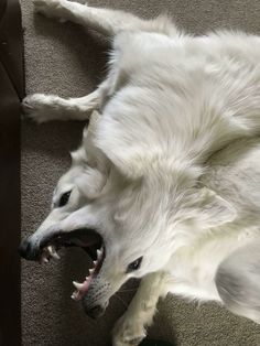 a white dog laying on the floor with its mouth open