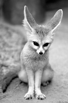 a small brown and white fox sitting on the ground