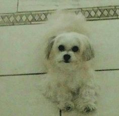 a small white dog sitting on top of a tile floor