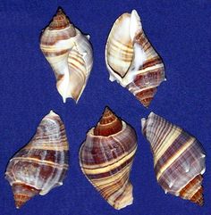 four seashells are shown on a blue background