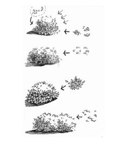 Bushes Sketch Pencil, Bushes Drawing Architecture, Bush Illustration Drawings, Flower Architecture Drawing, How To Draw Shrubbery, Drawing A Landscape, Drawing Background Reference, Shrubs Drawing Architecture, Ink Drawing Tree