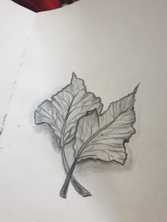 a pencil drawing of a leaf on paper