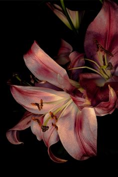 some pink flowers on a black background