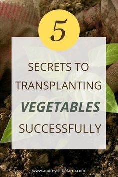 some plants and dirt with the words 5 secrets to transplanting vegetables successfully on top