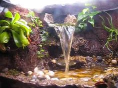 an aquarium filled with water and plants