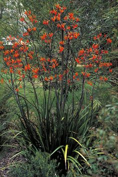 an orange flowered plant in the middle of some grass and plants with red flowers on it