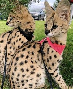 two cheetah cats sitting in the grass under a tree