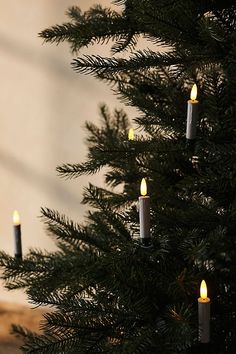 lit candles are hanging from the branches of a christmas tree in front of a wall