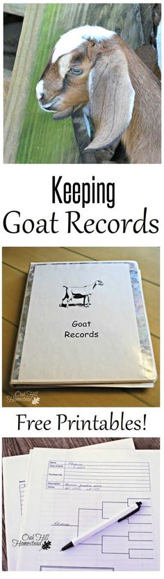 a goat with the words keeping goats records free printables