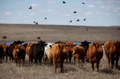 a herd of cattle standing on top of a dry grass field next to a lake