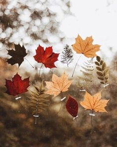 autumn leaves hanging from a window in the rain