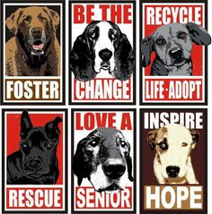 four dogs are shown with the words be the change fosterer, love a rescue senior and life adopt