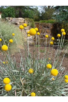 yellow flowers are growing in the middle of an area with rocks and plants around them