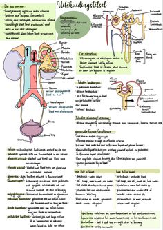 the anatomy of an animal's body and its structures, including their external organs