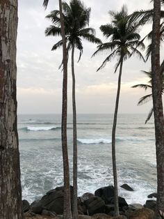 palm trees line the beach as waves roll in