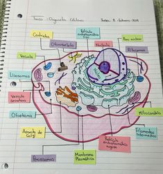 a diagram of the structure of a cake on a spiral notebook with notes attached to it