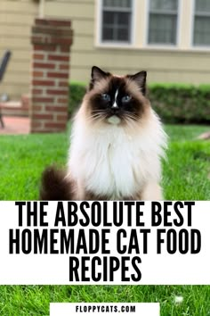 a cat sitting in the grass with text overlay that reads, the absolute best homemade cat food recipes