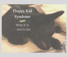 a black baby goat laying on top of a bed next to a white sheet with the words, floppy kid syndrome what it is and is not