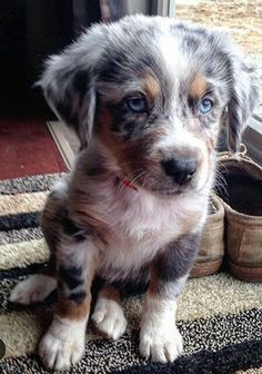 a small dog sitting next to a pair of shoes