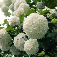 the white flowers are blooming on the tree