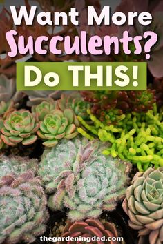 succulents with the words want more succulents? do this