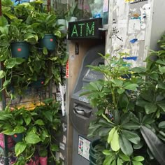 many plants are growing on the wall next to a parking meter in front of a store