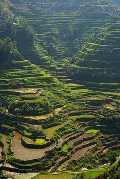 an aerial view of rice terraces in the mountains