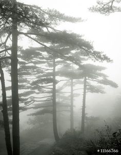 trees in the fog on a mountain side