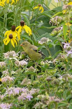 a yellow bird sitting on top of a lush green field filled with flowers and plants