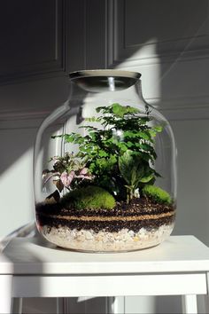 a glass jar filled with plants sitting on top of a white table next to a wall