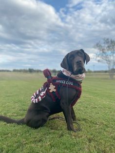 a dog sitting in the grass wearing a bandana