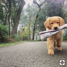 a dog carrying a newspaper in its mouth on a road with trees and bushes behind it