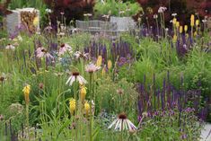 a garden filled with lots of purple and yellow flowers