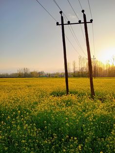 the sun is setting over a field of yellow flowers