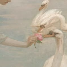 a painting of two white swans holding a pink rose in their beaks and one is touching the other's hand