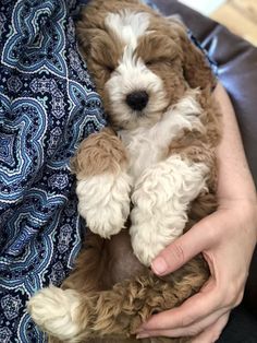 a person holding a puppy in their lap