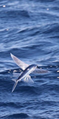 a seagull flying over the ocean with it's wings spread