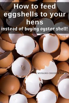 an image of eggs with the words how to feed eggshells to your hens instead of buying oyster shells