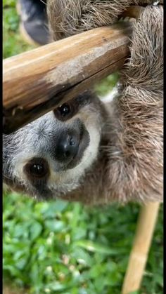 a sloth hanging upside down on a wooden pole