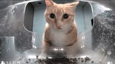 an orange cat sitting in a litter box filled with water and food, looking at the camera