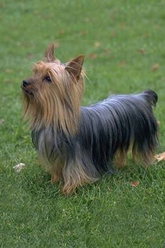 a small dog standing on top of a lush green field