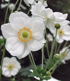 some white flowers are growing in a vase