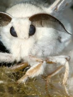 a close up of a small white and black insect