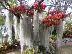 some very pretty plants with moss growing on them