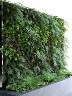 a green wall with plants growing on it's sides and the top half covered in leaves